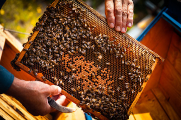 Beehive colony frame with bees. Beekeeper at work