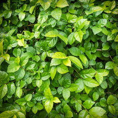 Fototapeta na wymiar Backdrop of green leaves natural wall.