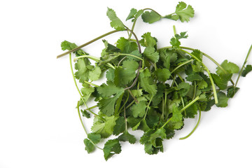 Bunch of coriander in centre of frame on white background