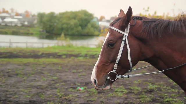 grazing horses outdoors behind a fence