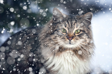 cat on the street in the snow. Beautiful cat. First snow. Cold. Winter. Cat in the snow, snowfall is coming