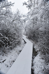 Snow Covered Hiking Trail