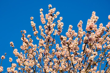 Amandier en fleurs, ciel bleu en arrière-plan.