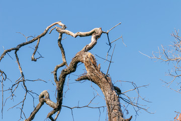 Dead branches on a tree against a blue sky