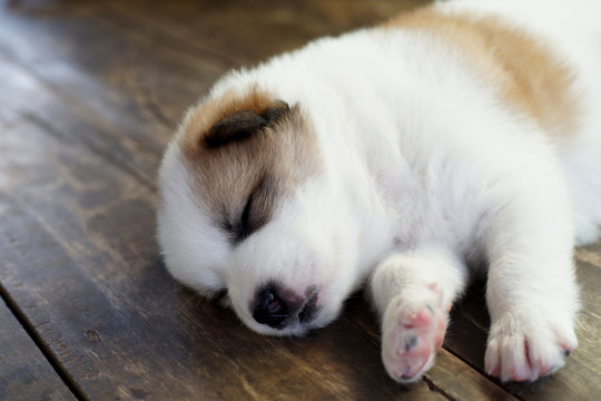 puppy bangkaew dog sleeping on wooden floor