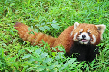 Obraz premium Firefox, the Red Panda in Chengdu, China.