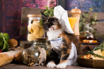 kitten and fresh fish