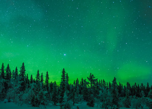Northern lights above winter forest