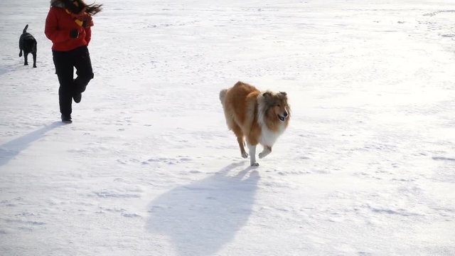 Collie dog and black labrador running with girl