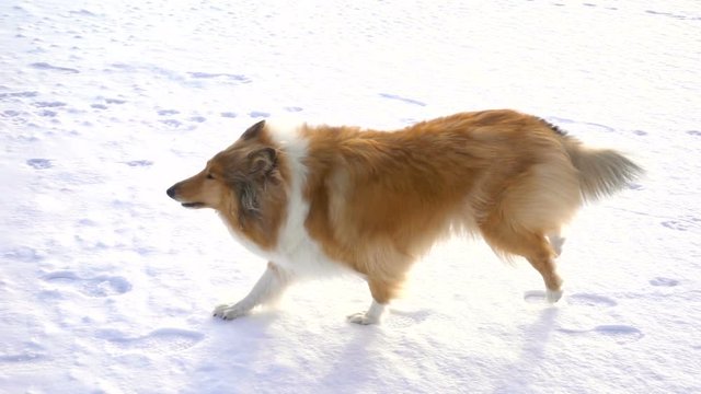 Collie dog running on snow field to girl in red coat