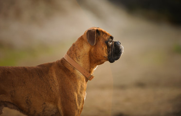 Fototapeta premium Brindle Boxer dog with natural ears, outdoor portrait in natural field