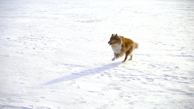 Collie dog running on snow field