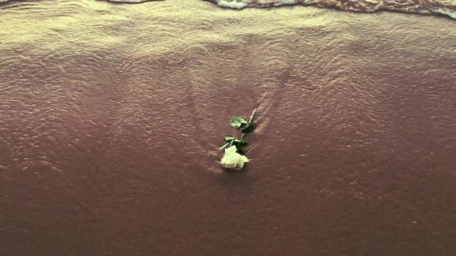 Waves washing a white rose on the beach in Rio Vermelho, an offering for the Festival of Yemanja in Salvador, Bahia, Brazil