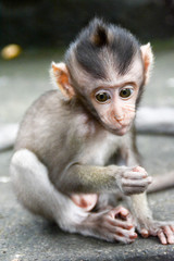 Baby Monkey