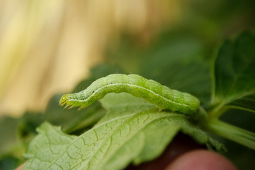 Obraz premium Cabbage White Butterfly Caterpillar