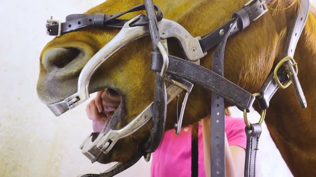 Horse with mouth gag veterinarian teeth checkup 4K