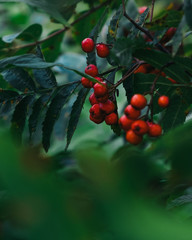 Red autumn berries amongst green leaves