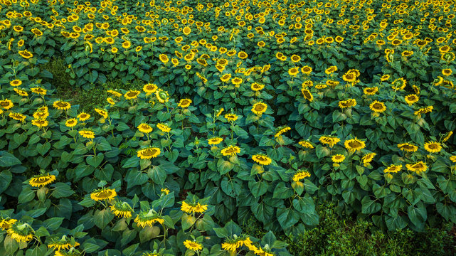 field of bloooming  , landscape of Sunflower Farm