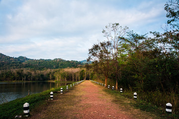 landscape of the forest in Thailand