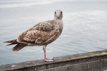 Obraz premium Seagull on pier