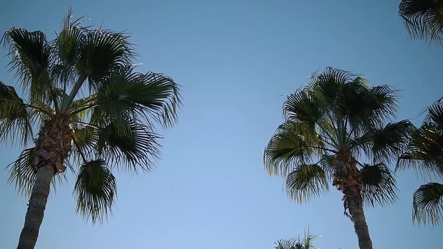 Palmtrees in the blue sky.