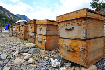 apiary