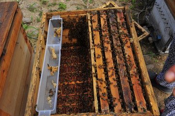 apiary