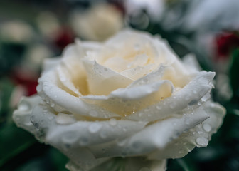 Cream white rose with raindrops