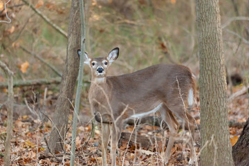 A white-tailed deer in the woods during autumn