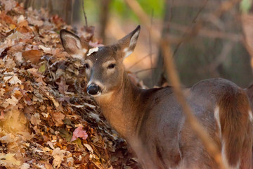 A white-tailed deer in the woods during autumn