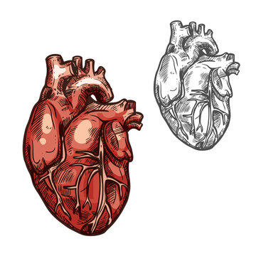 Human heart organ vector sketch icon