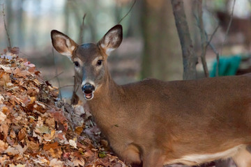 A white-tailed deer in the foods during autumn