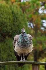 Peacock at Zoo