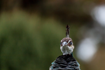 Peacock at Zoo