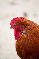 Rooster on Farm