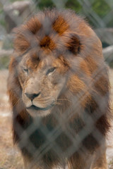 Lion at Zoo