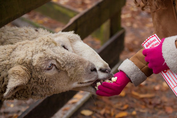 Child Feeding Sheep