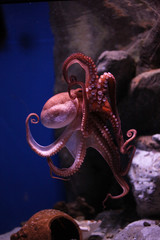 Vertical close up of an octopus and its tentacles, floating in its natural environment, on a blurred background © awasenstudio