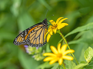  monarch butterfly (Danaus plexippus)