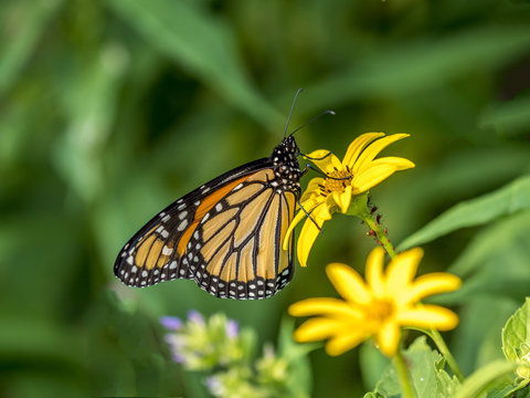  monarch butterfly (Danaus plexippus)