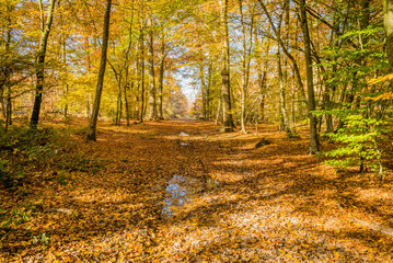After the rain in Fontainebleau forest