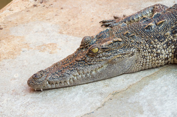 Obraz premium Crocodile saltwater Thailand
