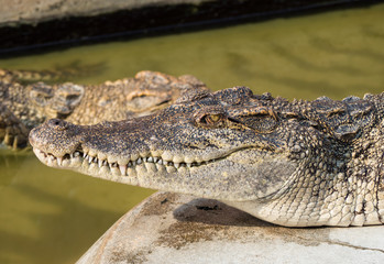 Crocodile saltwater Thailand