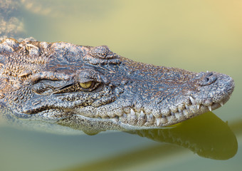 Crocodile saltwater Thailand