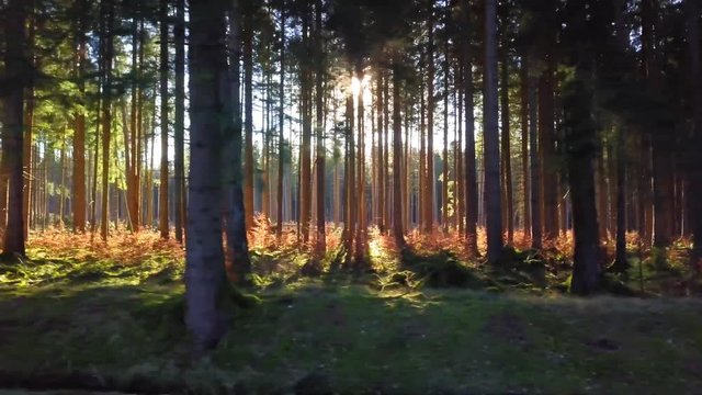 langsamer Flug durch traumhaft beleuchteten Wald