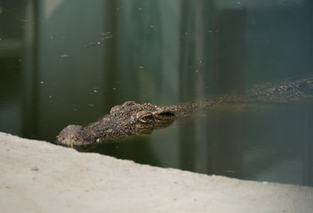 Crocodile saltwater. hi-res