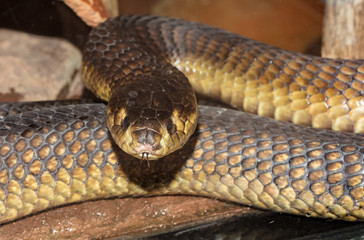 egyptian cobra is looking for you