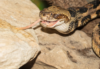 rattlesnake devours prey