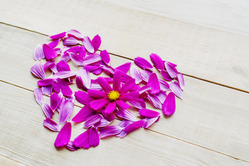 view from above of flower heart shape made of petals and single opening flower head of cosmos plant lay on wooden background