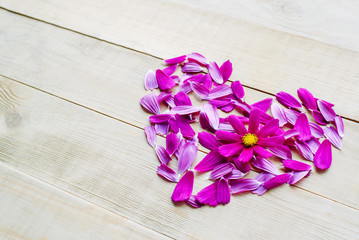 view from above of flower heart shape made of petals and single opening flower head of cosmos plant lay on wooden background